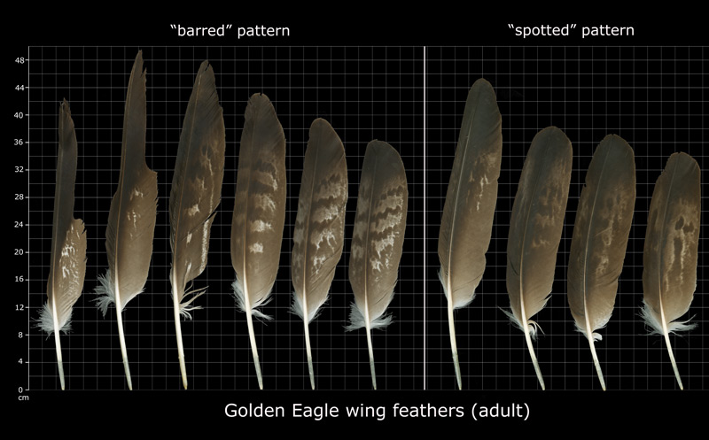 golden eagle feather identification