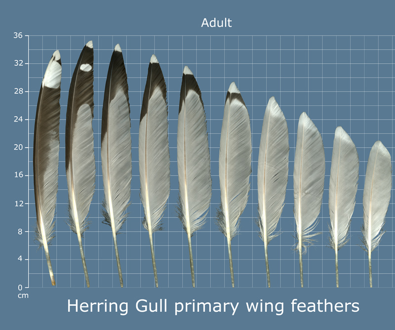 The Feather Atlas - Feather Identification and Scans - U.S. Fish