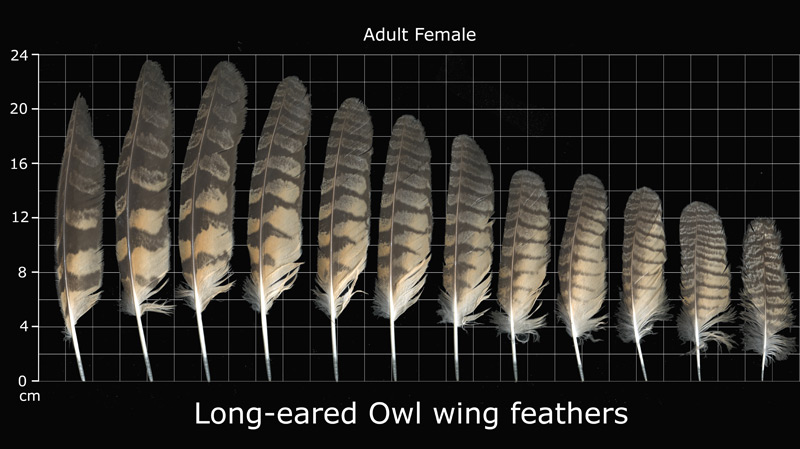 The Feather Atlas - Feather Identification and Scans - U.S. Fish and ...