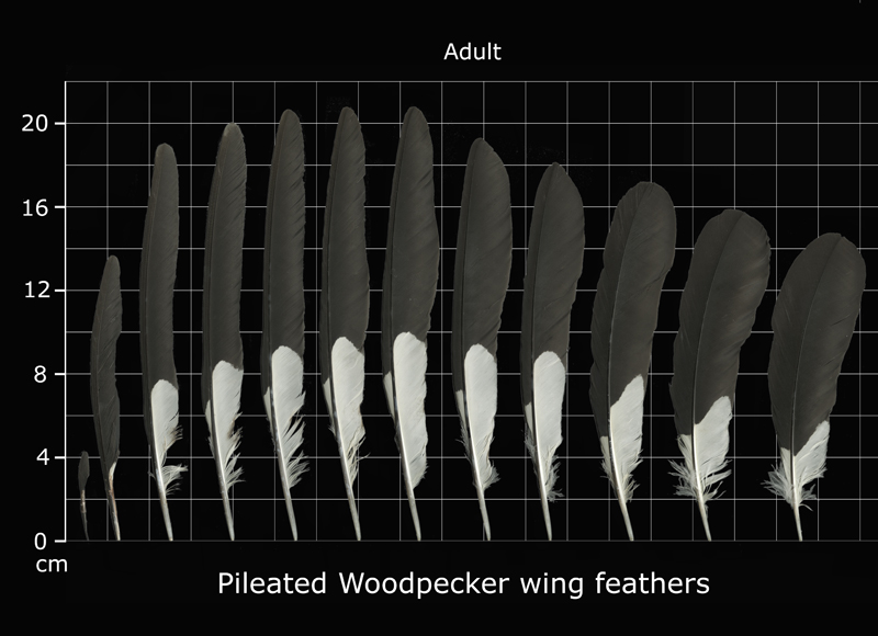 The Feather Atlas - Feather Identification and Scans - U.S. Fish and ...