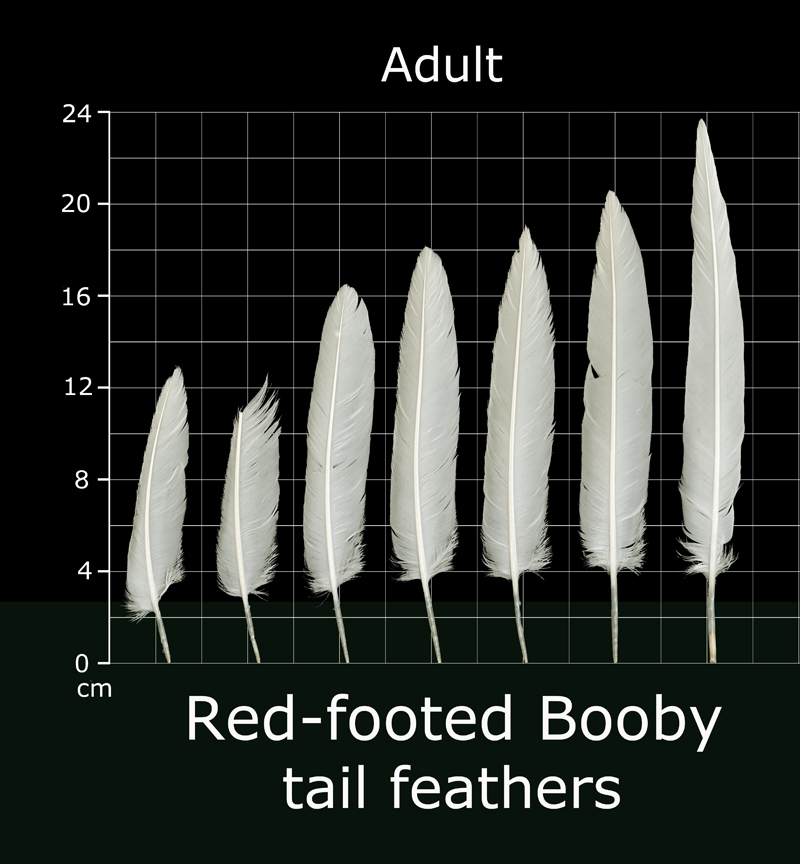 feather