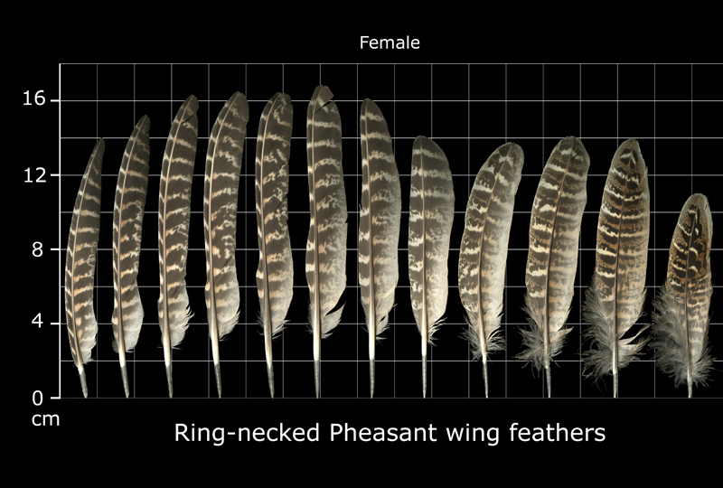 The Feather Atlas - Feather Identification and Scans - U.S. Fish and ...