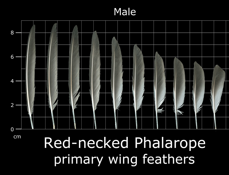 The Feather Atlas - Feather Identification and Scans - U.S. Fish and ...