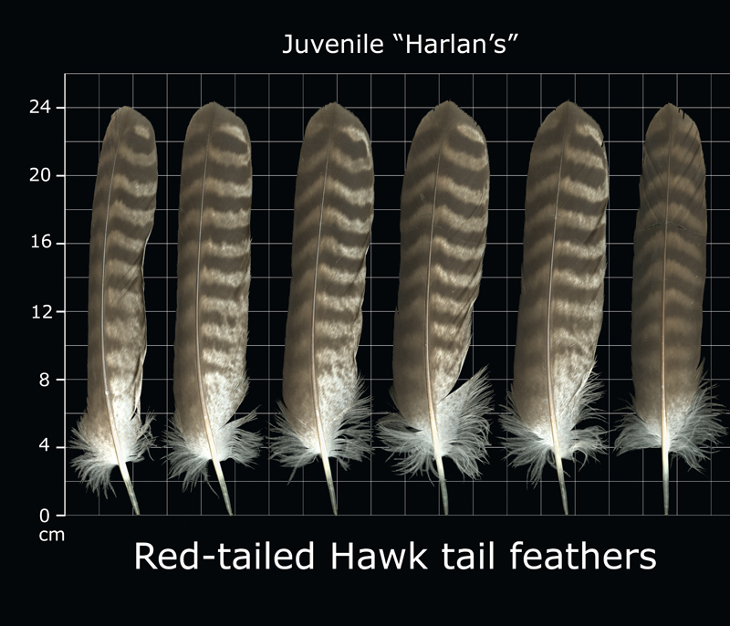 The Feather Atlas Feather Identification And Scans U S Fish And 