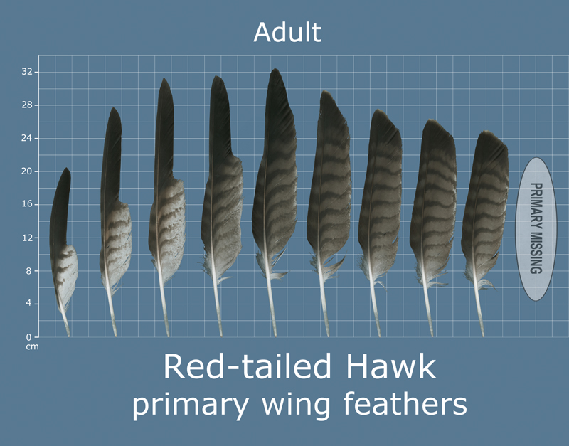 red shouldered hawk feather identification