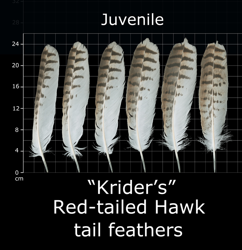 red shouldered hawk feather identification