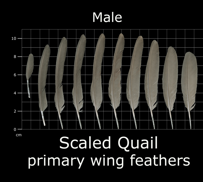https://www.fws.gov/lab/featheratlas/images/feathers/SCQU_primary_male.jpg