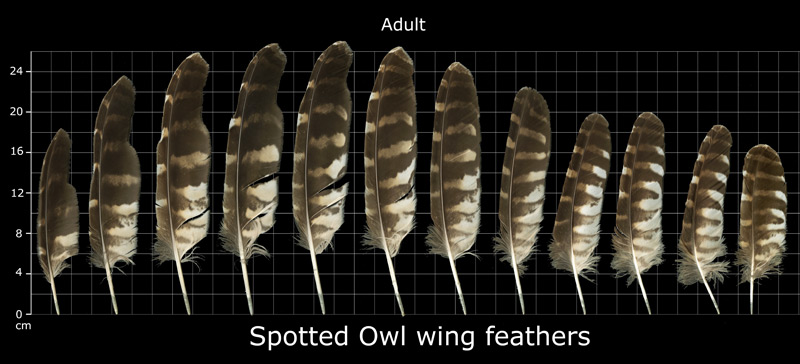 The Feather Atlas - Feather Identification and Scans - U.S. Fish and ...