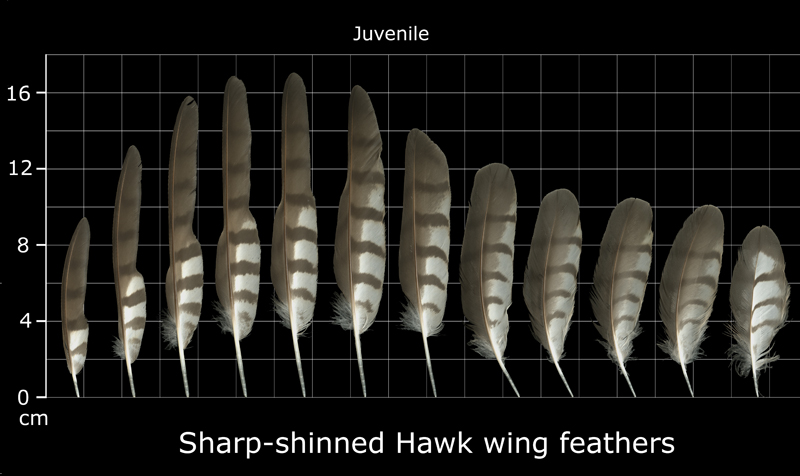 The Feather Atlas - Feather Identification and Scans - U.S. Fish and ...