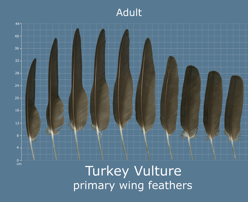 The Feather Atlas Feather Identification And Scans U S Fish And 