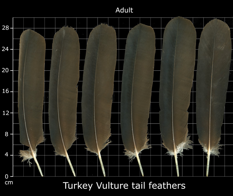 the-feather-atlas-feather-identification-and-scans-u-s-fish-and-wildlife-service-forensics
