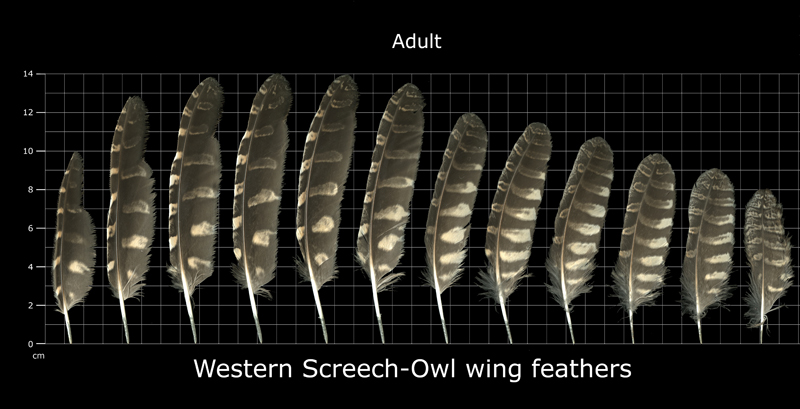 The Feather Atlas - Feather Identification and Scans - U.S. Fish and ...