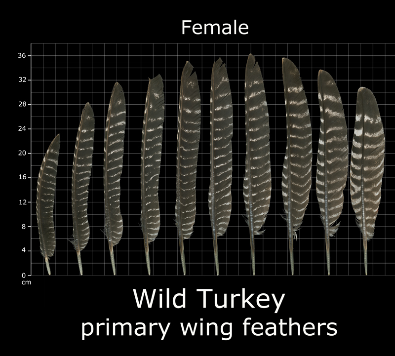 Wild Turkey Feathers 