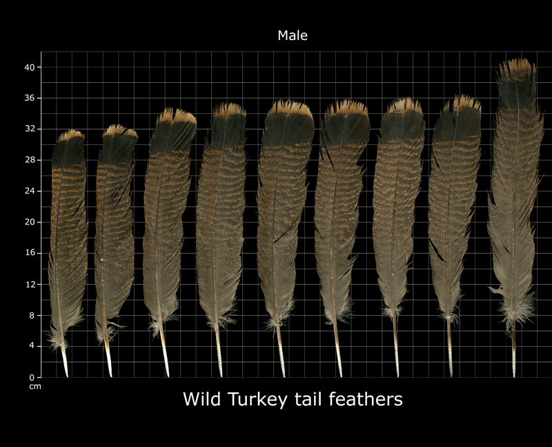 The Feather Atlas - Feather Identification and Scans - U.S. Fish and ...