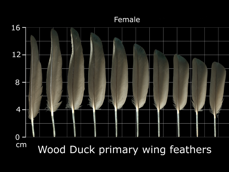 Wood Duck Feather Wood Duck Feather