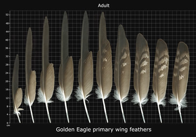 The Feather Atlas - Feather Identification and Scans - U.S. Fish and ...