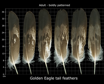 The Feather Atlas - Feather Identification and Scans - U.S. Fish and ...