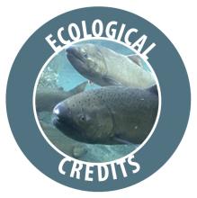 Blue circle with the words Ecological Credits and an image of Chinook salmon.