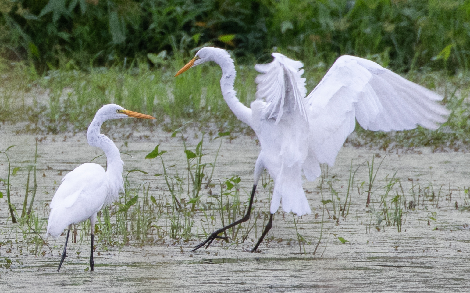 Muscatatuck NWR Great Egrets | FWS.gov