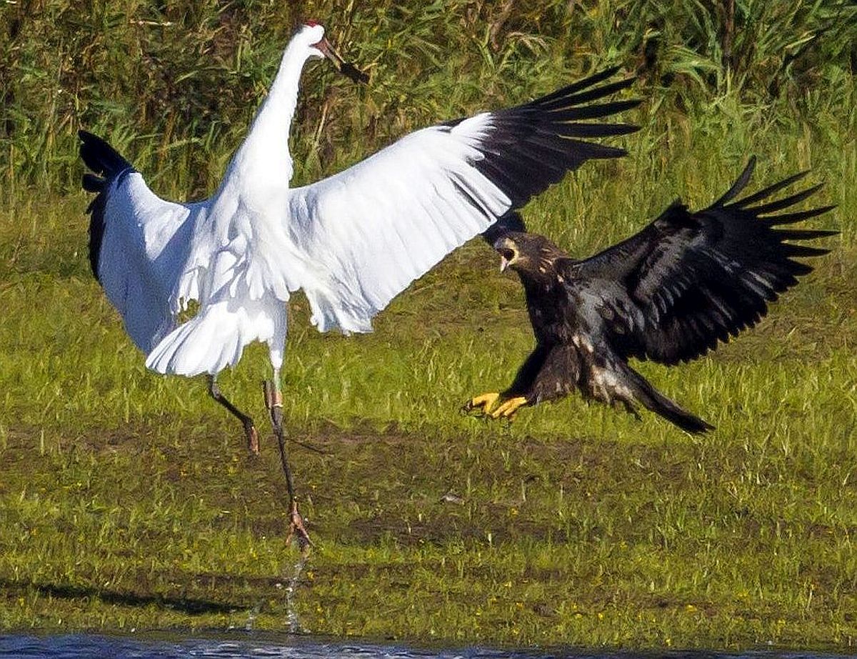 Juvenile bald eagle and adult whooping crane at Wisconsin's Necedah ...