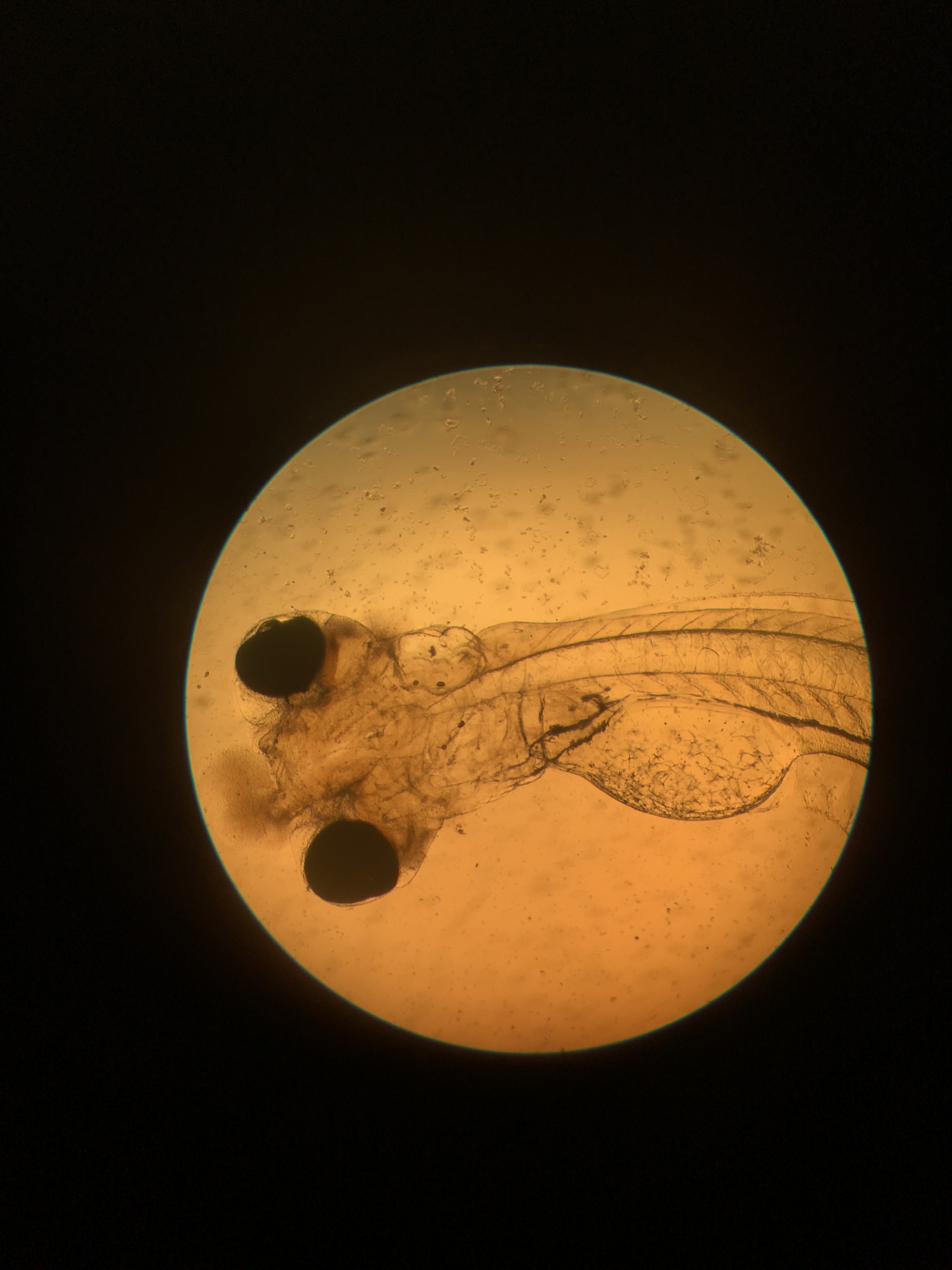 Microscopic View Of American Shad Fry At Nashua National Fish Hatchery 