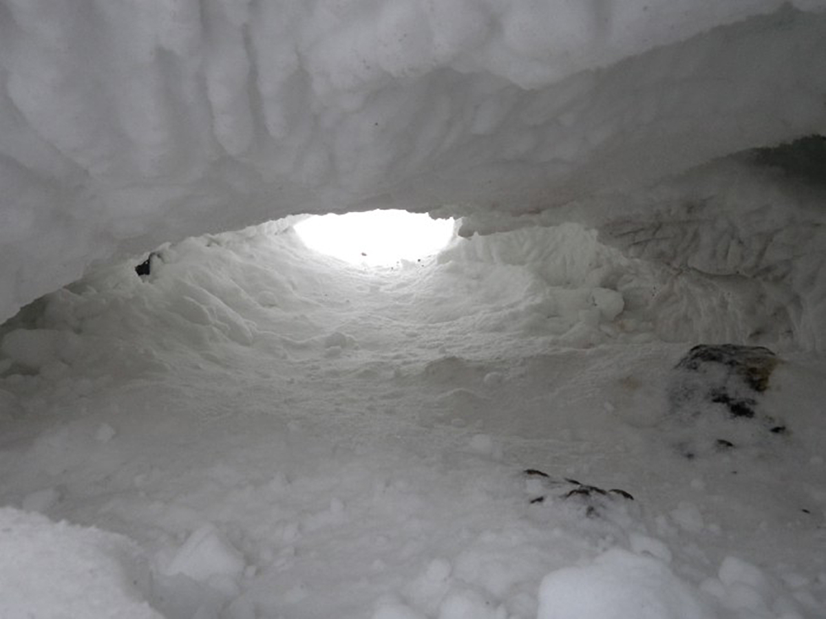 inside a polar bear den | FWS.gov