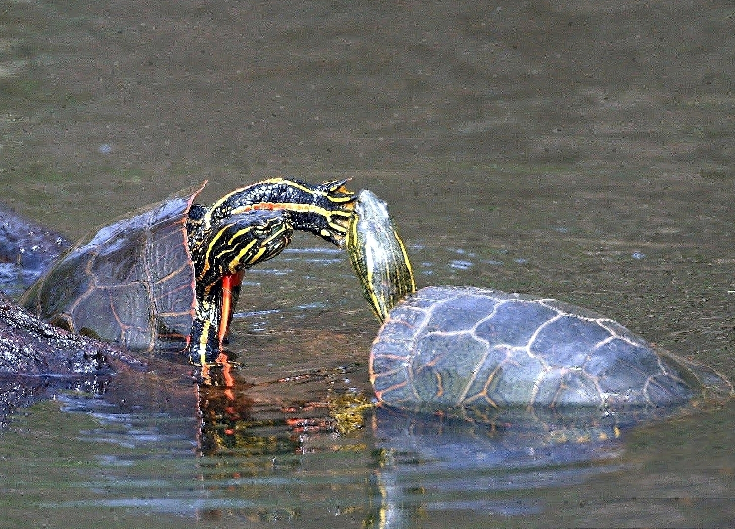 Western painted turtles at Washington's Ridgefield National Wildlife ...