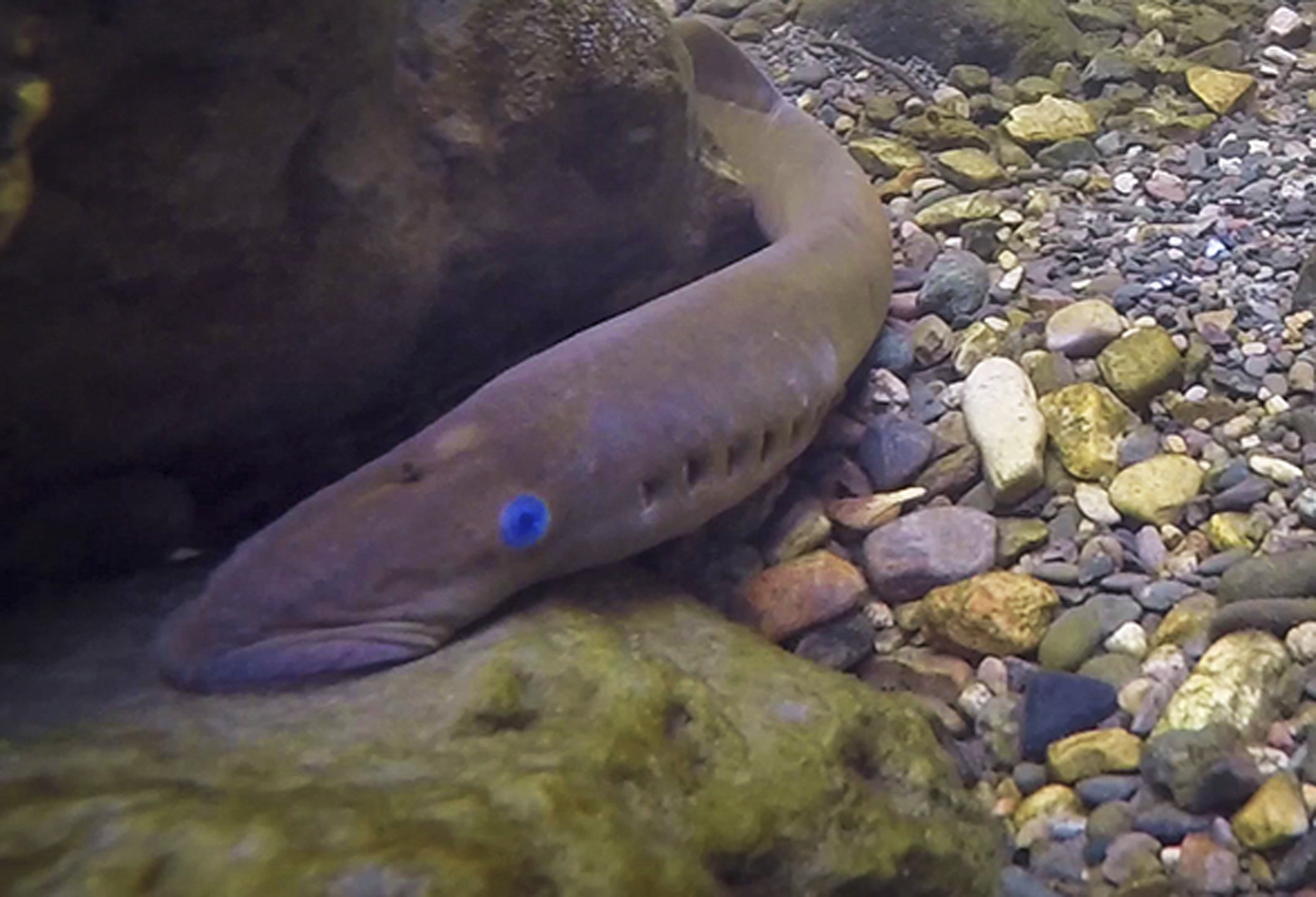 An adult Pacific lamprey | FWS.gov