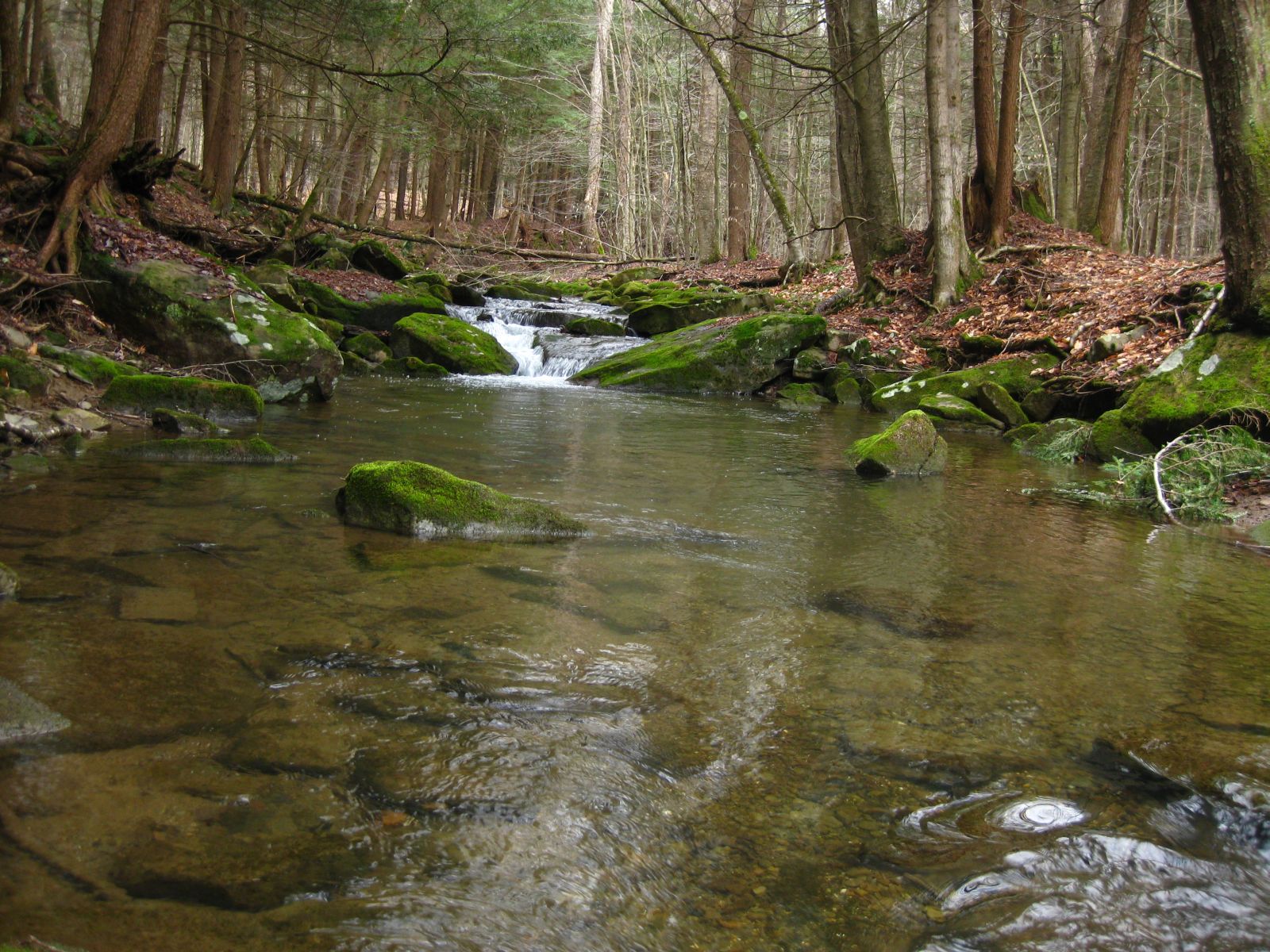 Brook trout stream | FWS.gov