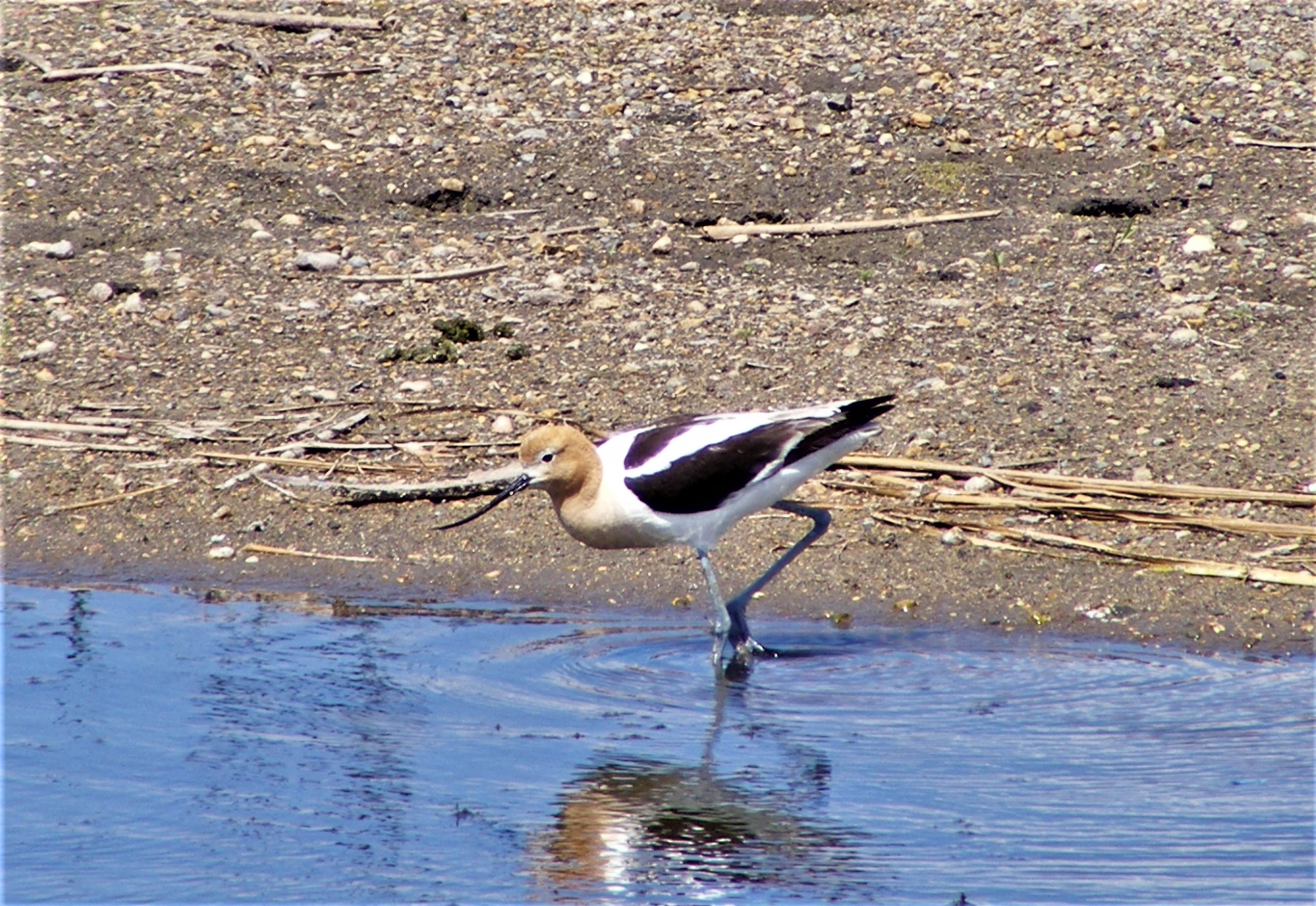 American Avocet | FWS.gov