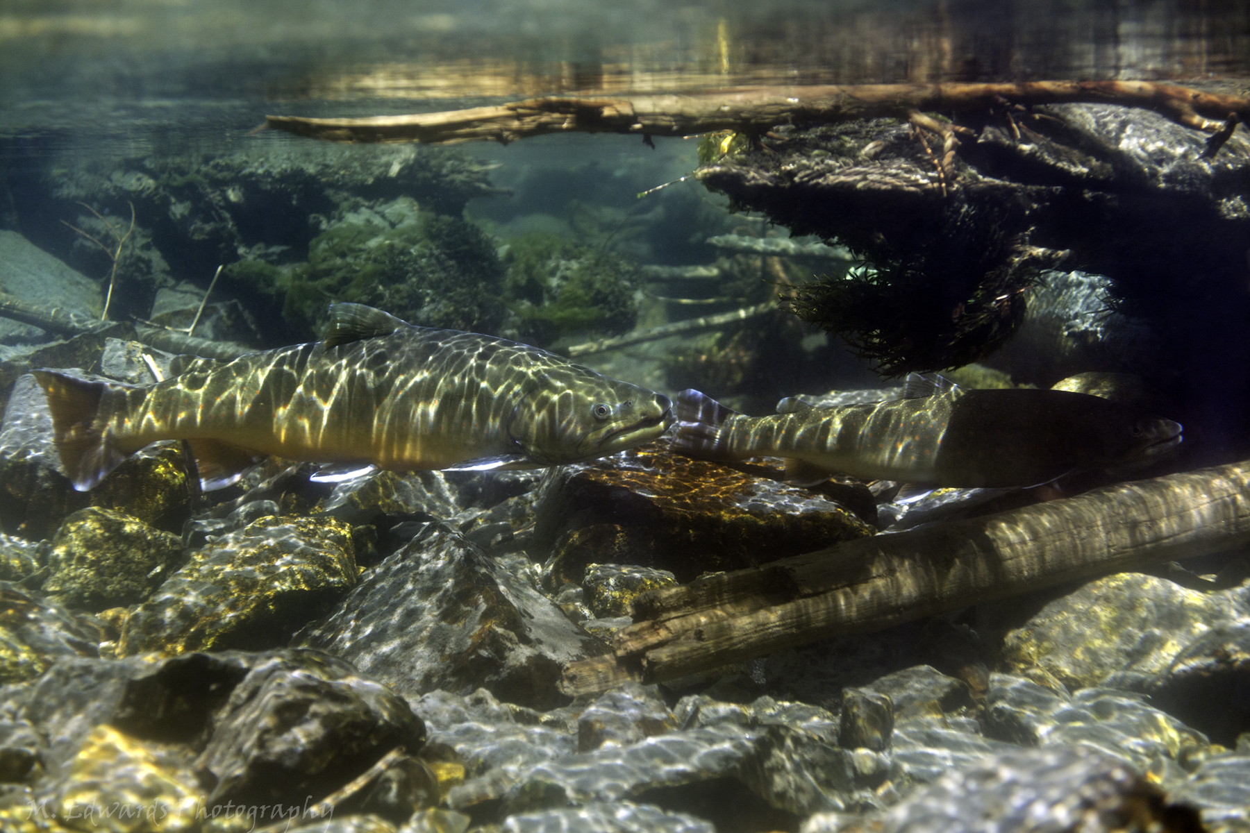 Bull Trout Pair | FWS.gov