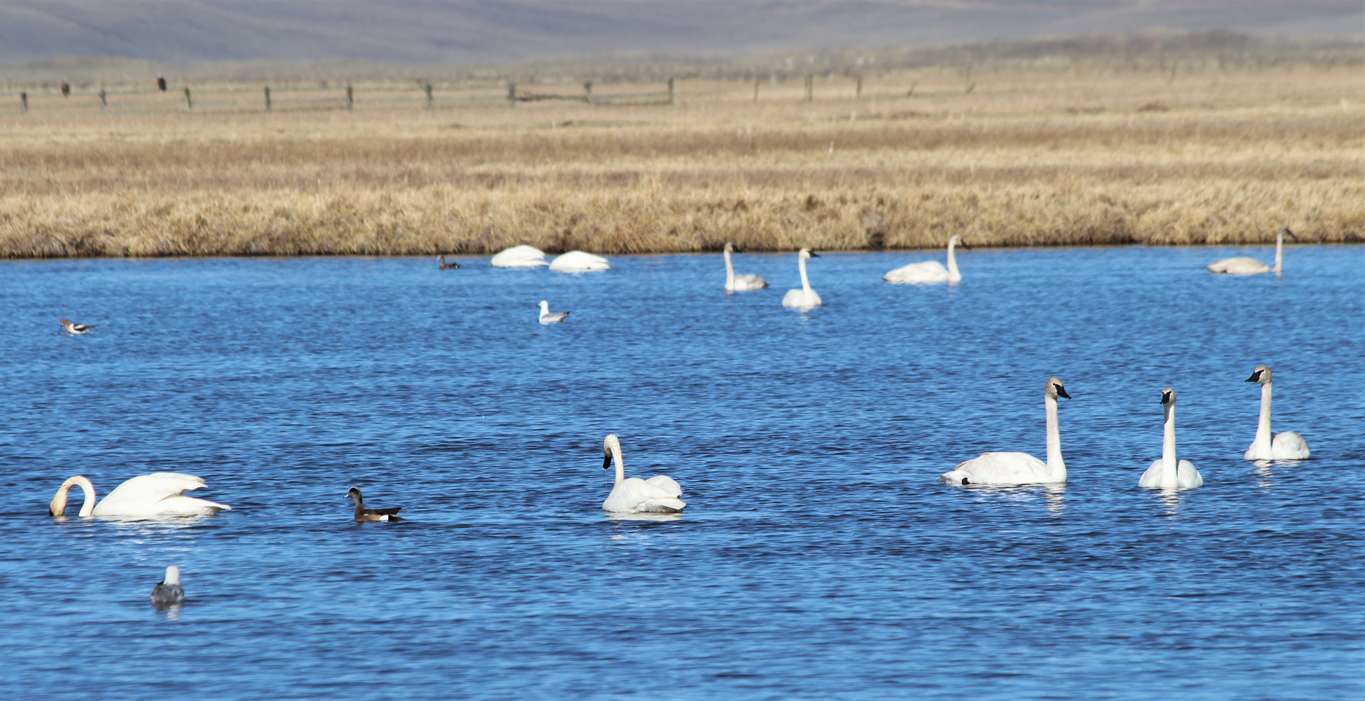 Trumpeter Swan Jamboree | FWS.gov