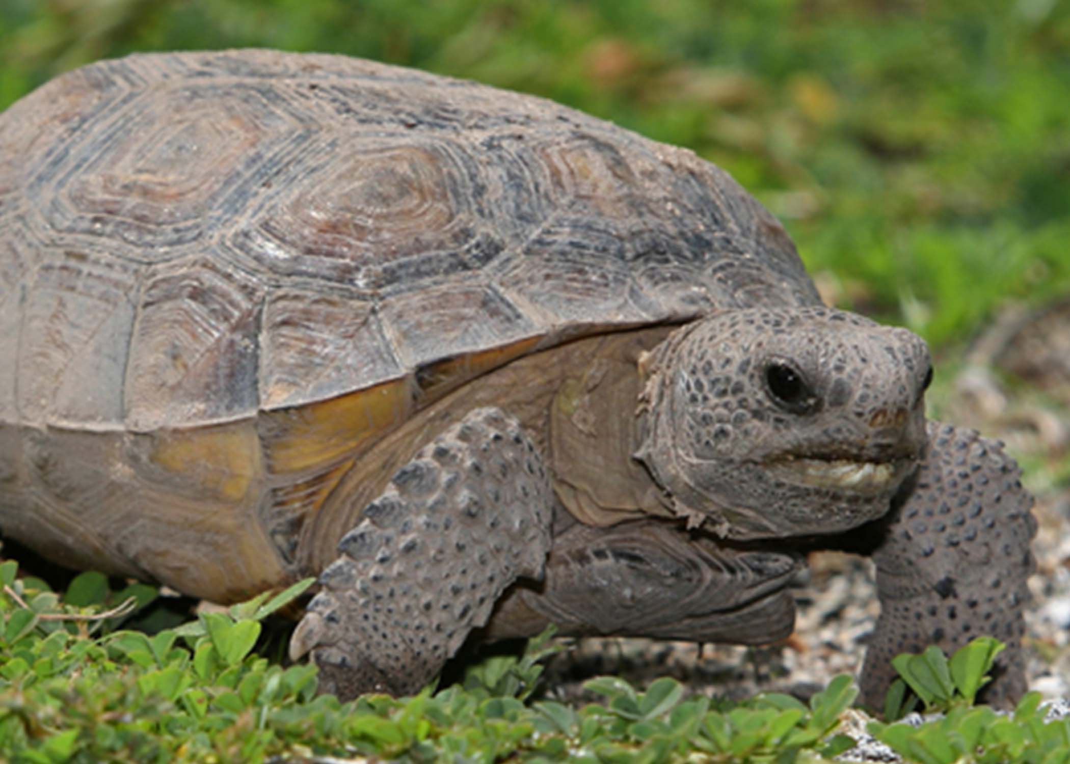 The threatened gopher tortoise,. | FWS.gov