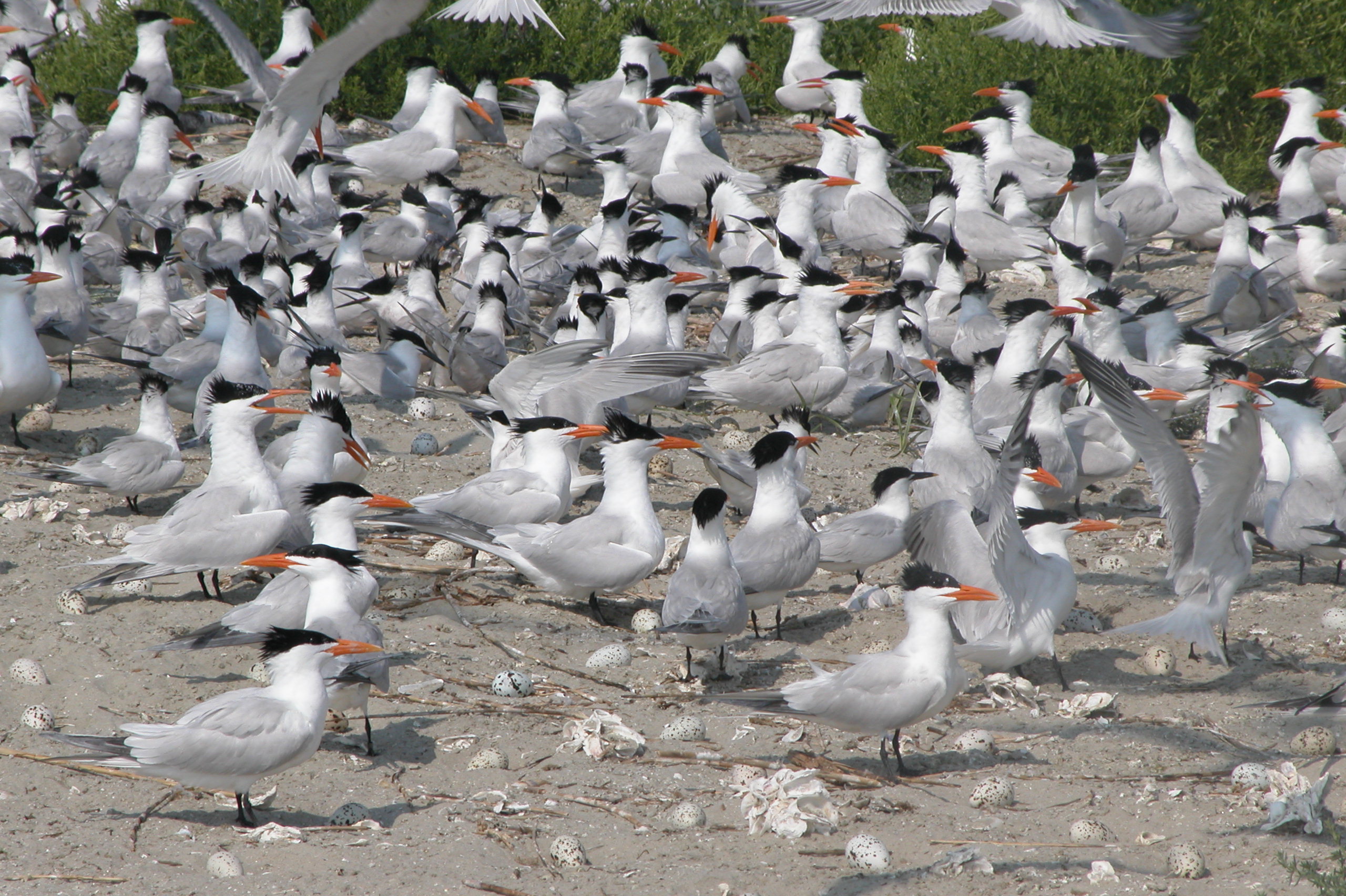 Royal Tern Colony | FWS.gov