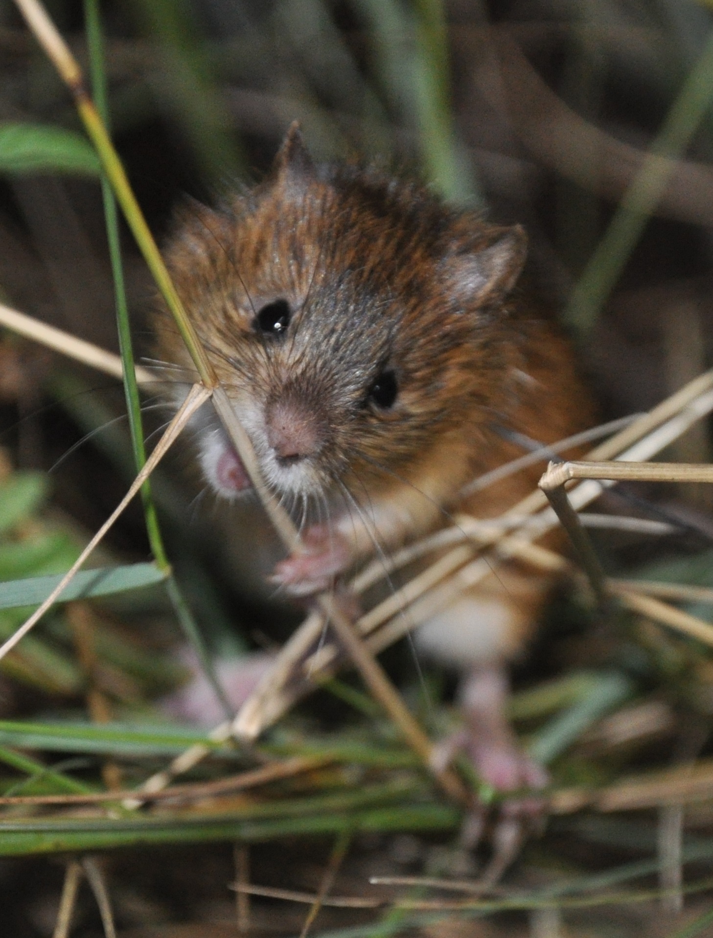 New Mexico meadow jumping mouse | FWS.gov