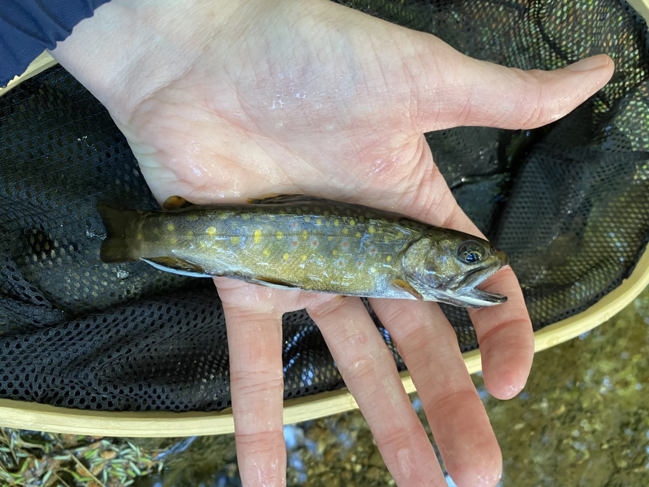 Small Brook Trout 