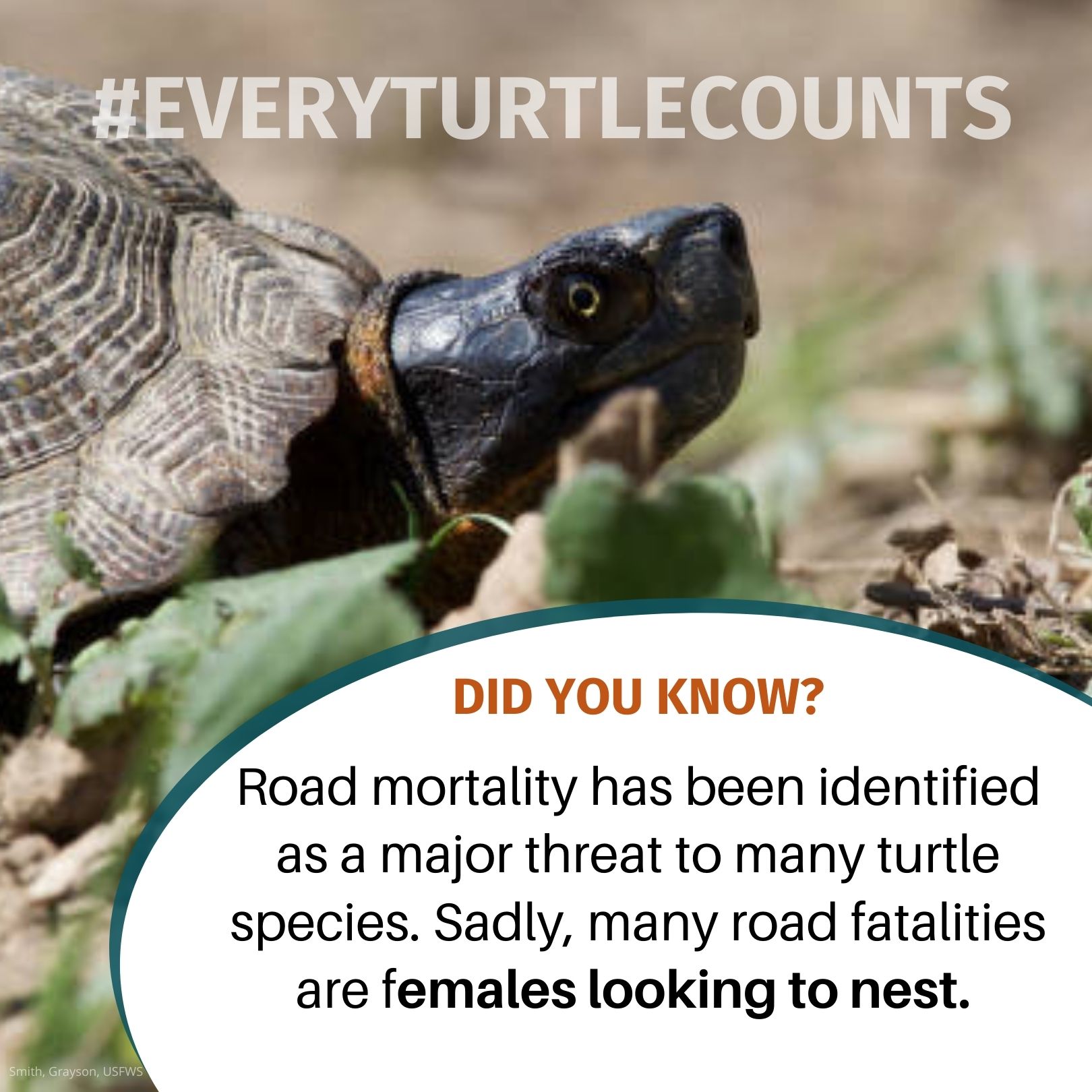 Every Turtle Counts 5.jpg 