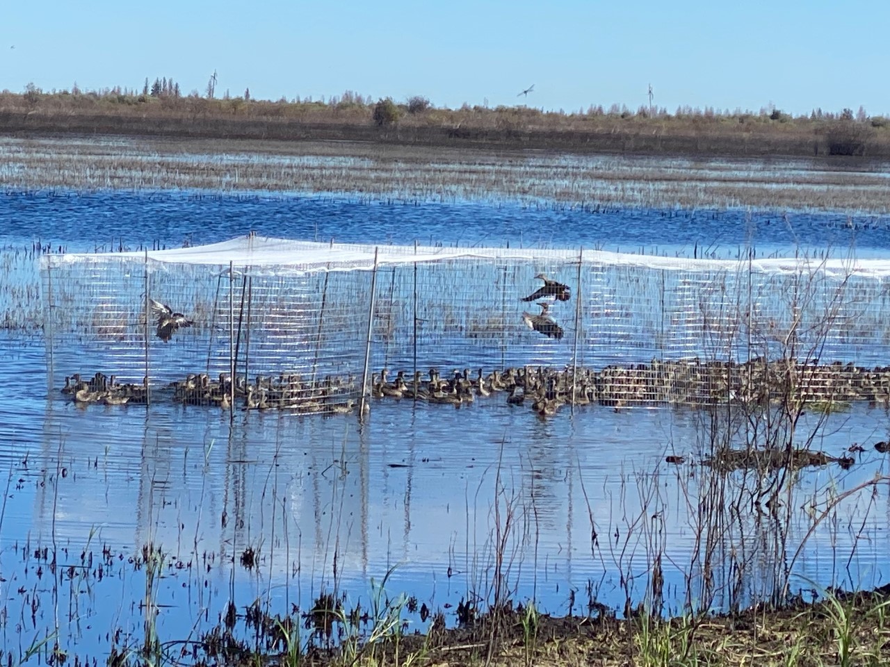 swim-in traps to catch ducks | FWS.gov