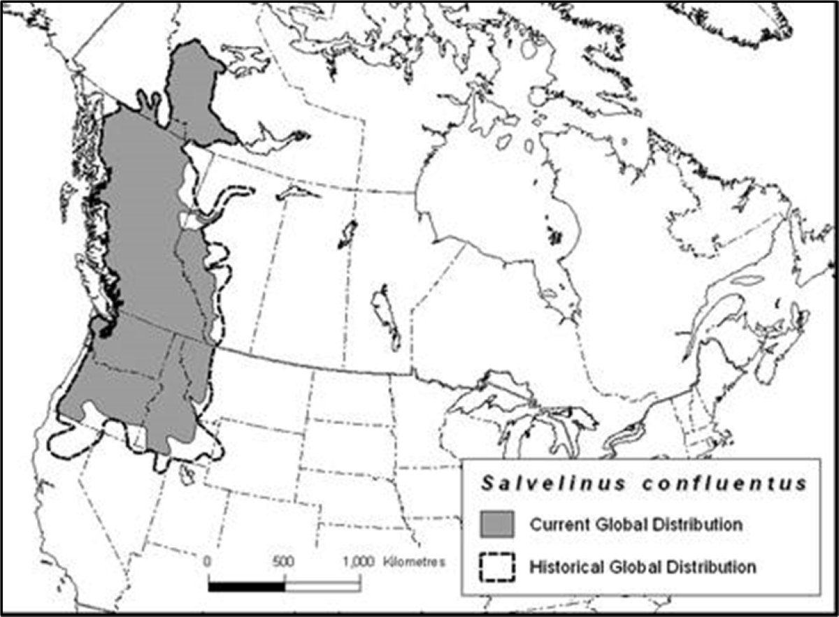 Bull trout range map | FWS.gov