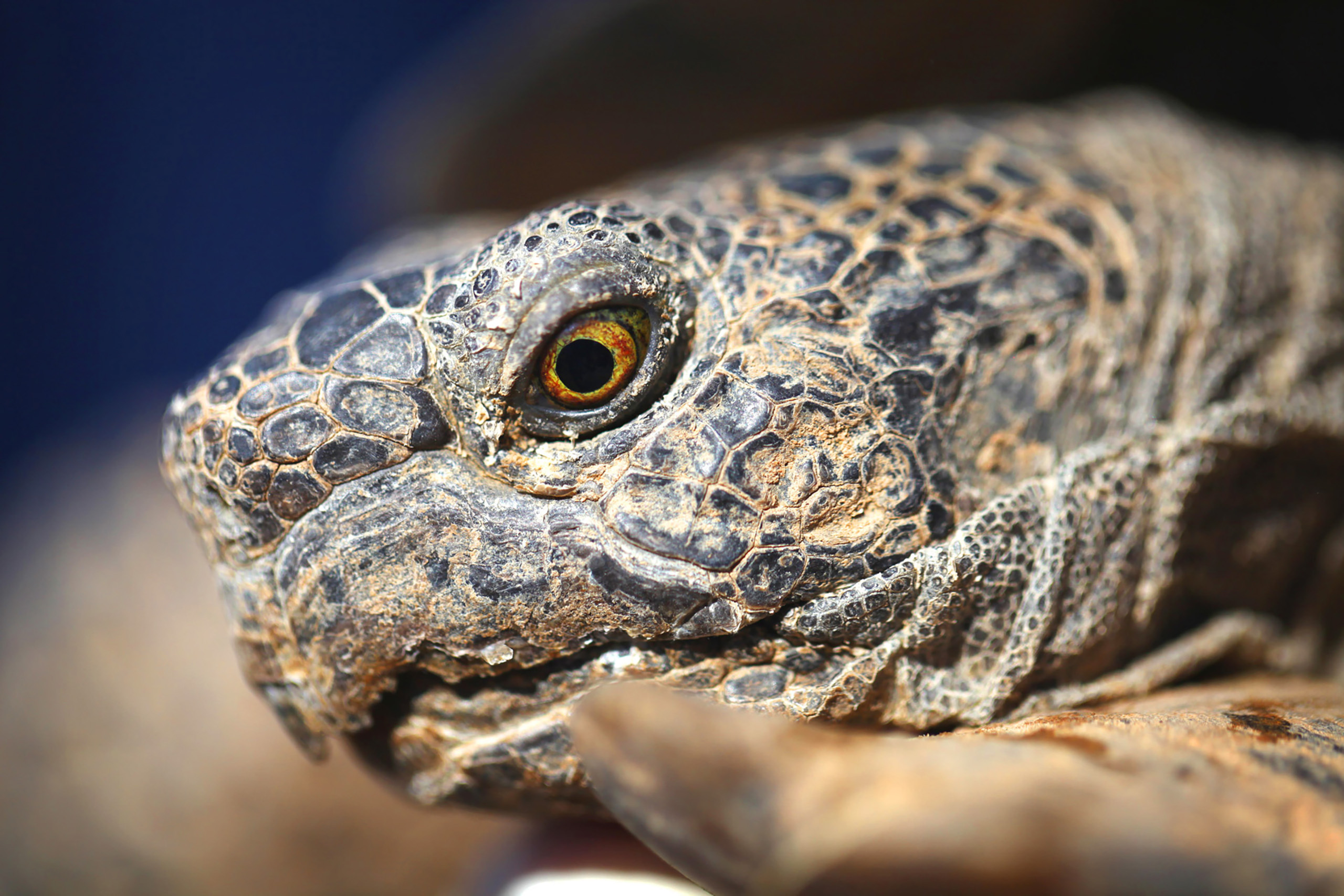 desert tortoise | FWS.gov