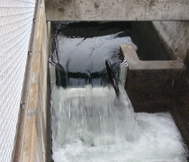 A salmon jumping out of the water clearing the last step of a fish ladder.
