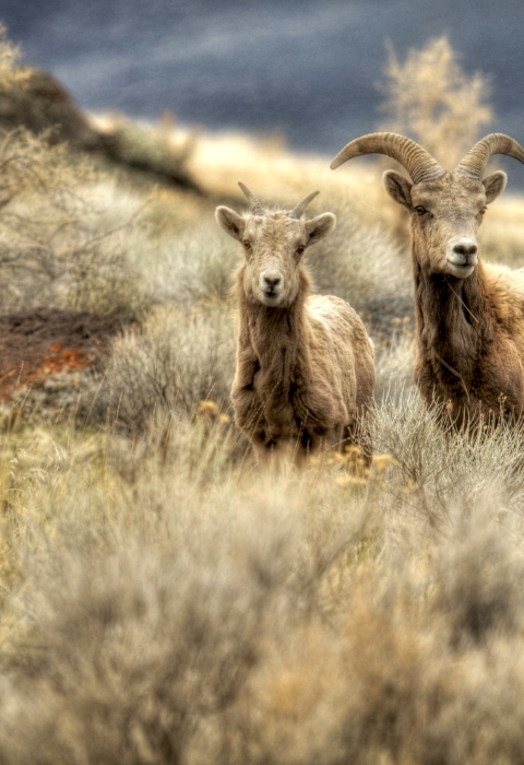 Bighorn sheep