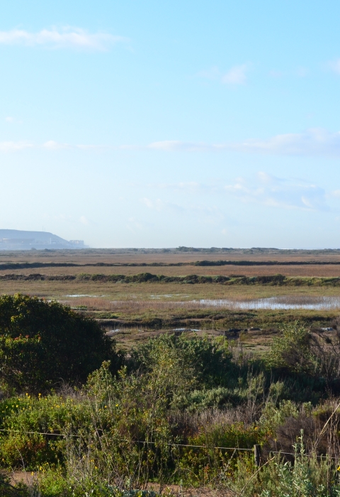 High tide on the marsh.