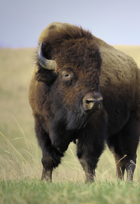 Bull bison standing on the prairie