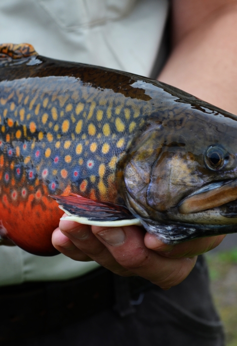 Adult male coaster brook trout held by Iron River NFH staff