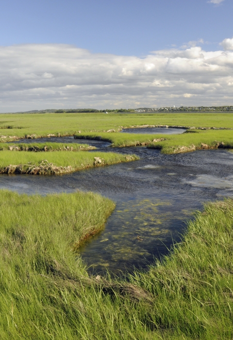 Image of salt marsh