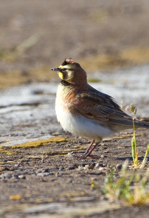 Streaked horned lark standing on the ground at an airport