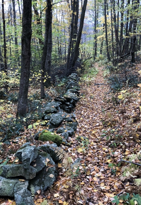 A trail leads into the forest along a stone wall through the autumn leaves.