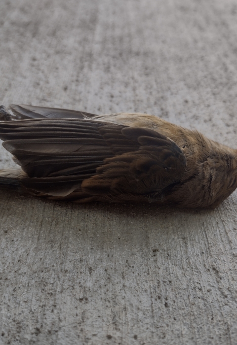 A dead bird lays on its back on concrete 