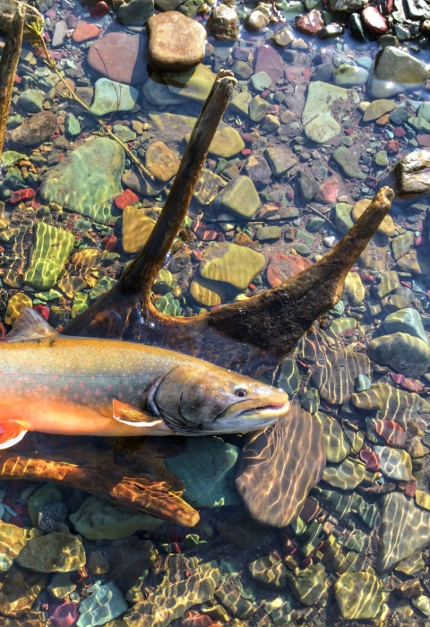 Large fish laying in an antler in water on top of a bed of colorful stones 